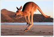 Wildlife Kangaroo 5